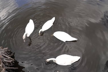 Güzel beyaz bir kuğu, sakin bir gölün üzerinde, doğa koruma alanında.