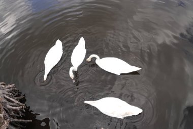 Güzel beyaz bir kuğu, sakin bir gölün üzerinde, doğa koruma alanında.