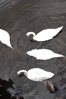 Güzel beyaz bir kuğu, sakin bir gölün üzerinde, doğa koruma alanında.