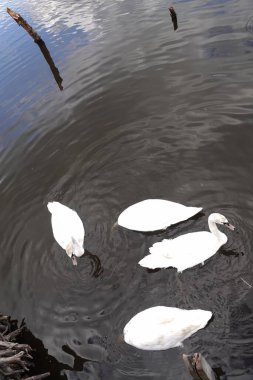 Sakin bir göl yüzeyinin arka planında görünen beyaz, güzel bir kuğu.