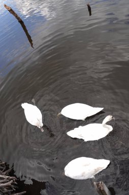 Sakin bir göl yüzeyinin arka planında görünen beyaz, güzel bir kuğu.