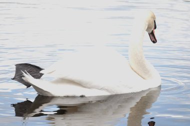 Sakin bir göl yüzeyinin arka planında görünen beyaz, güzel bir kuğu.