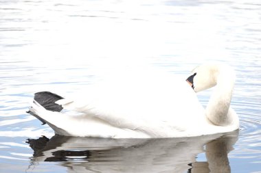 Sakin bir göl yüzeyinin arka planında görünen beyaz, güzel bir kuğu.