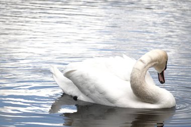 Sakin bir göl yüzeyinin arka planında görünen beyaz, güzel bir kuğu.