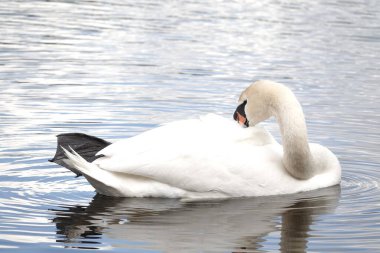 Sakin bir göl yüzeyinin arka planında görünen beyaz, güzel bir kuğu.