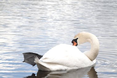 Sakin bir göl yüzeyinin arka planında görünen beyaz, güzel bir kuğu.