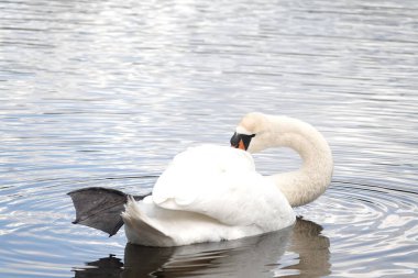 Sakin bir göl yüzeyinin arka planında görünen beyaz, güzel bir kuğu.