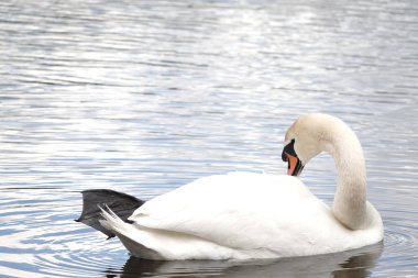 Sakin bir göl yüzeyinin arka planında görünen beyaz, güzel bir kuğu.