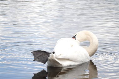 Sakin bir göl yüzeyinin arka planında görünen beyaz, güzel bir kuğu.