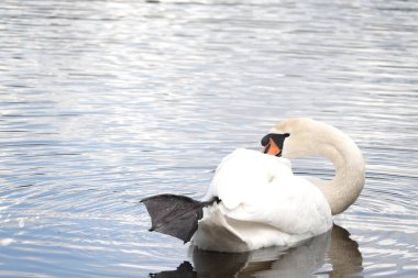 Sakin bir göl yüzeyinin arka planında görünen beyaz, güzel bir kuğu.