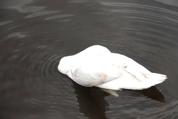 Güzel beyaz bir kuğu, sakin bir gölün üzerinde, doğa koruma alanında.