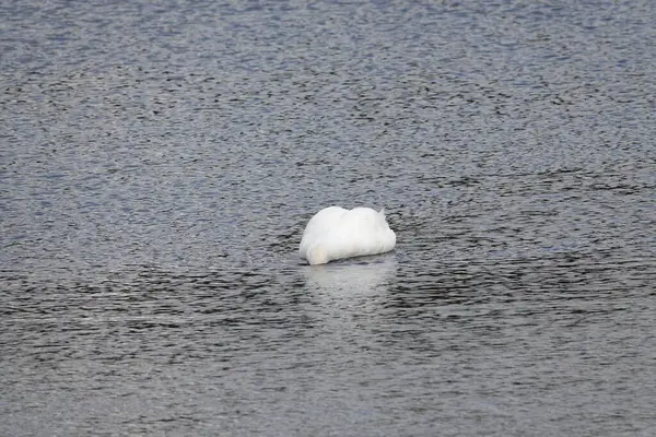 Sakin bir göl yüzeyinin arka planında görünen beyaz, güzel bir kuğu.