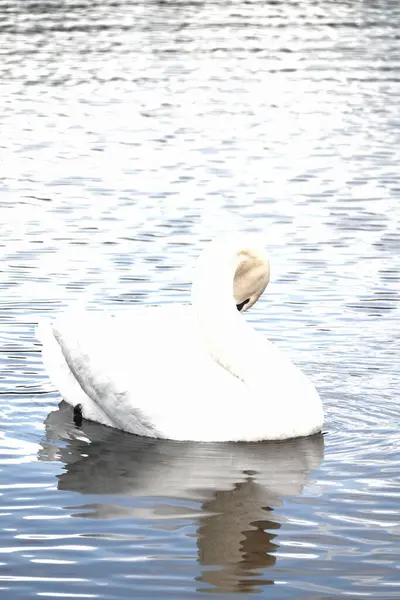 Sakin bir göl yüzeyinin arka planında görünen beyaz, güzel bir kuğu.