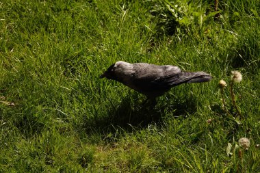 Jackdaw - şehirlerde yaşayan ve yerde yiyecek arayan bir kuş.