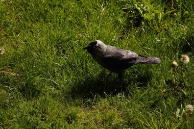 Jackdaw - şehirlerde yaşayan ve yerde yiyecek arayan bir kuş.