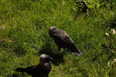 Jackdaw - şehirlerde yaşayan ve yerde yiyecek arayan bir kuş.