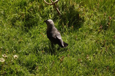Jackdaw - şehirlerde yaşayan ve yerde yiyecek arayan bir kuş.
