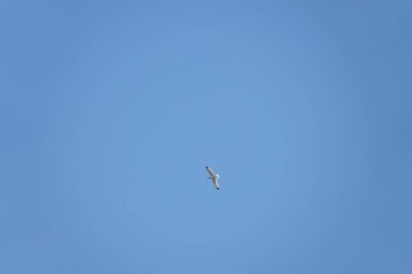 Güzel bulutsuz gökyüzünde süzülen bir martı.