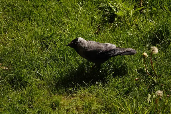 Jackdaw - şehirlerde yaşayan ve yerde yiyecek arayan bir kuş.