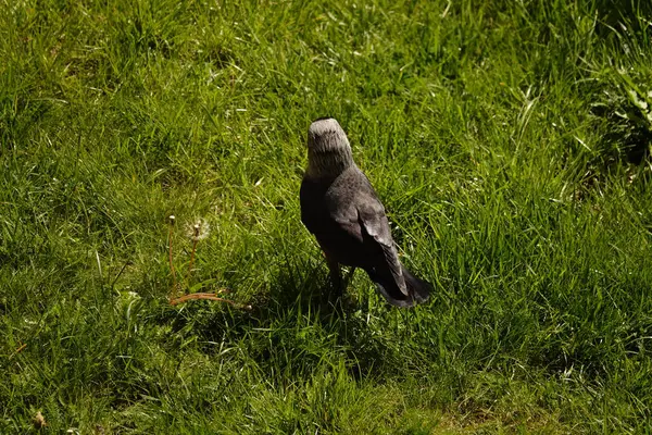 Jackdaw - şehirlerde yaşayan ve yerde yiyecek arayan bir kuş.