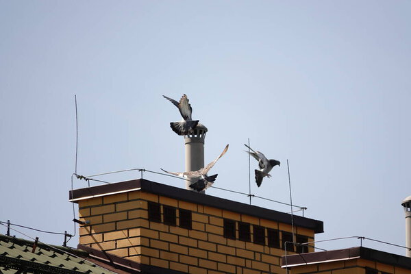 A pigeon on the roof in beautiful weather