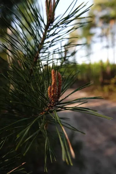 Genç filizleri olan çam ağacı. Ormanda kozalaklı ağaçlar.