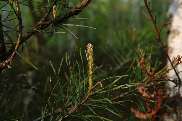 Genç filizleri olan çam ağacı. Ormanda kozalaklı ağaçlar.