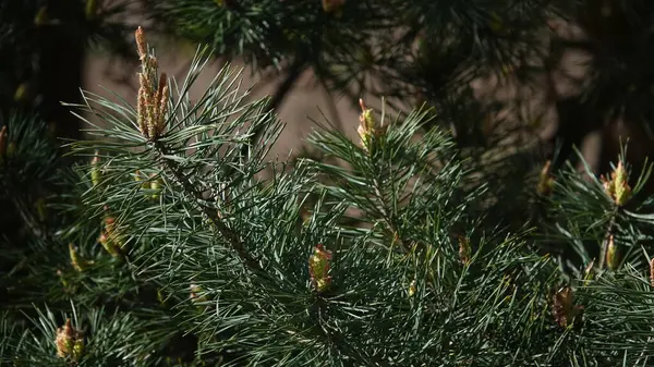 Doğada yeşil köknar dalı
