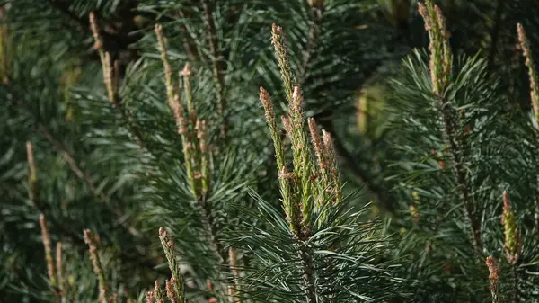 Ormanın arka planında yeşil çam ağaçları