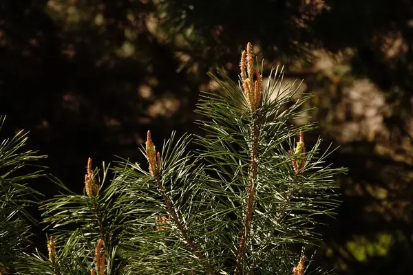 Rezervasyonda güzel bir doğa var. İnsan eli değmemiş doğa.