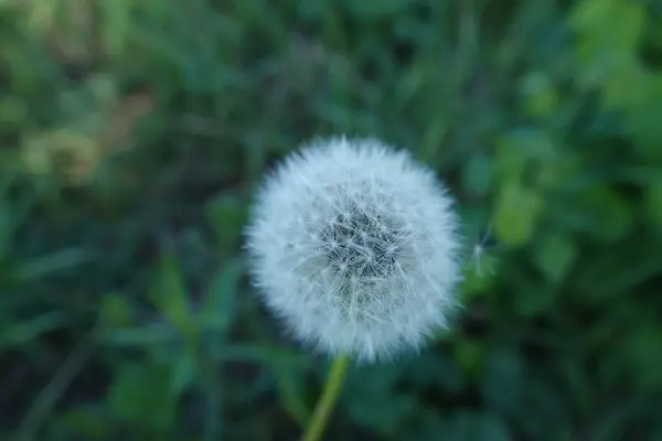 Rezervasyonda güzel bir doğa var. İnsan eli değmemiş doğa.