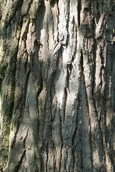 Doğa koruma alanında vahşi doğa