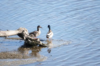 Nehir kıyısında bir çift vahşi ördek