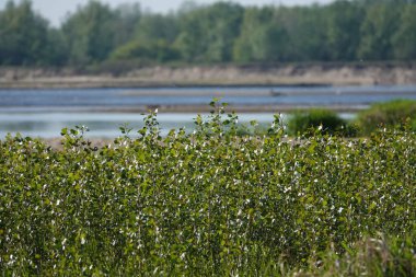 Doğa koruma alanında vahşi doğa