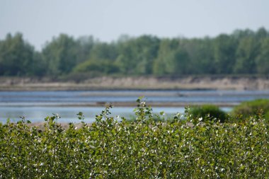 Doğa koruma alanında vahşi doğa