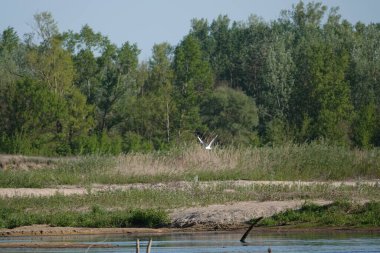 Doğa koruma alanında vahşi doğa