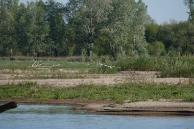 Doğa koruma alanında vahşi doğa