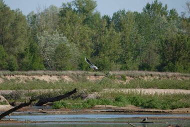Doğa koruma alanında vahşi doğa