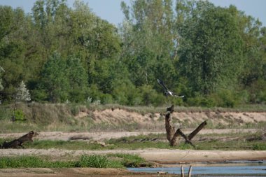 Doğa koruma alanında vahşi doğa