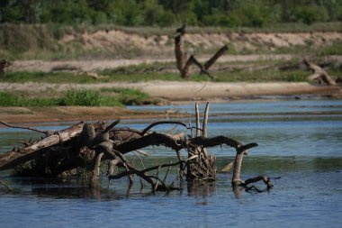 Doğa koruma alanında vahşi doğa