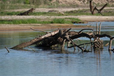 Doğa koruma alanında vahşi doğa
