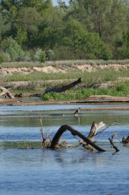 Doğa koruma alanında vahşi doğa