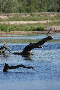 Doğa koruma alanında vahşi doğa