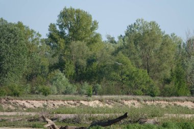 Doğa koruma alanında vahşi doğa