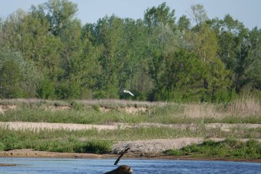Doğa koruma alanında vahşi doğa