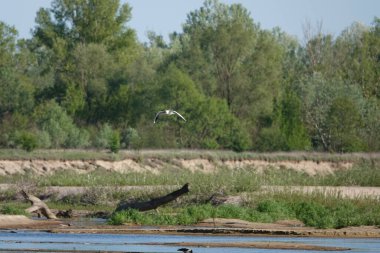 Doğa koruma alanında vahşi doğa