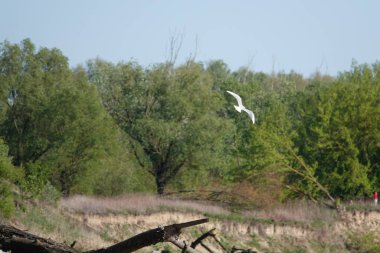 Doğa koruma alanında vahşi doğa