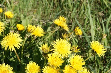 Karahindiba çiçekleri - güzel sarı yapraklar