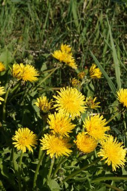 Karahindiba çiçekleri - güzel sarı yapraklar