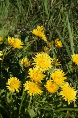 Doğa koruma alanında yabani bitki örtüsü. İnsan müdahalesinin olmadığı bir yer.